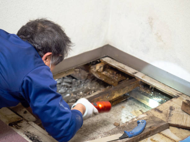 Best Toxic Mold Removal  in Mccord, OK