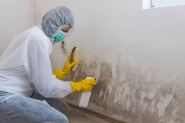 Reliable Mccord, OK Mold Removal Solutions