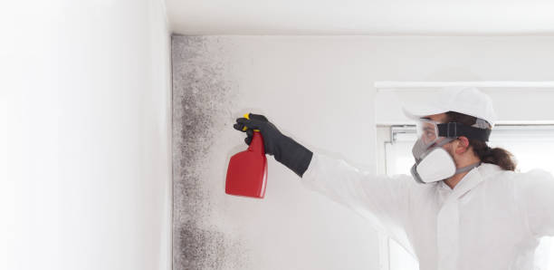 Best Best Mold Removal Companies  in Mccord, OK