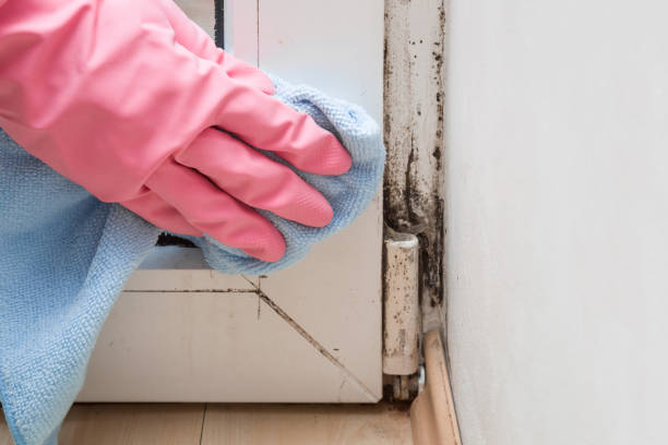 Best Affordable Mold Removal  in Mccord, OK